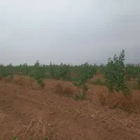 فروش  زمین پسته ای با۲حبه اب