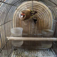 سهره ، گلبسر ، پرنده قفسی