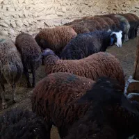 فروش فوری بره نر پروار|حیوانات مزرعه|تکاب, |دیوار