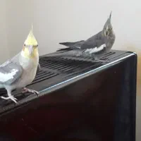 فروش یک جفت عروس هلندی مولد و ۲تا جوجه نر ۸ ماهه|پرنده|فردیس, شهرک هفده شهریور|دیوار