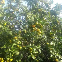 نارنگی محلی( انشو) پیج و یافاو لیمو ترش|خوردنی و آشامیدنی|جویبار, |دیوار