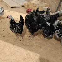 مرغ خروس گلین فول کیفیت|حیوانات مزرعه|شاهینشهر, شهرک پردیس|دیوار