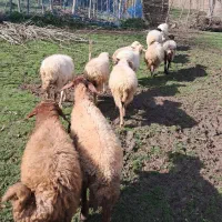 گوسفندان جوان چاق و چله حدود ۴۰ کیلویی
