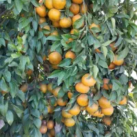 انواع درخت مرکبات|خدمات باغبانی و درختکاری|کازرون, |دیوار