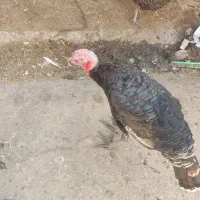 بوقلمون محلی