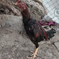 فروش مرغ و خروس لاری اصل و نسب دار