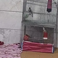 سره رسمی نر جوجه قفس،حلقه پا،ویه ماده مست جوجه قفس|پرنده|اسلامشهر, شهرک سالور|دیوار