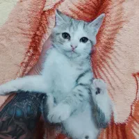 واگذاری رایگان گربه نژاد دار