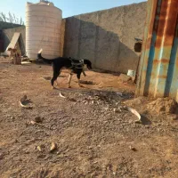 سگ نگهبان|سگ|تهران, افسریه شمالی|دیوار