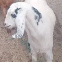 بزمری|حیوانات مزرعه|زابل, |دیوار