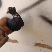 ماده سیاه پلنگ کلاهی