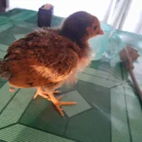 جوجه|حیوانات مزرعه|مرند, |دیوار