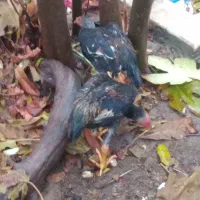 لاری و برهما|حیوانات مزرعه|شیراز, دشت چنار|دیوار