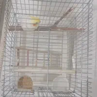 عروس هلندی نر 3ساله|پرنده|پاکدشت, پاکدشت (مامازند)|دیوار