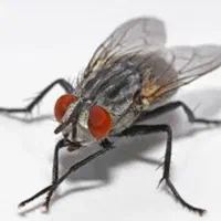 حیوان خانگی