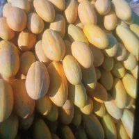 حق العمل کاری میوه تره بار میدان بندرعباس