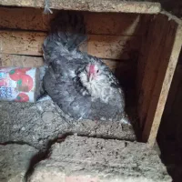 مرغ گلین طوسی کرک ،کرچ