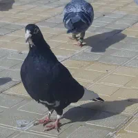 کفتر مینا سیاه