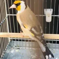 سهره|پرنده|تهران, خاوران|دیوار