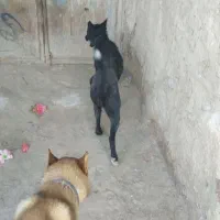 سگ هاسکی|سگ|سراوان, |دیوار