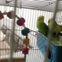 مرغ عشق جفت