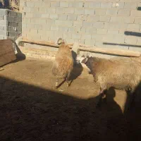 یک میش ویک قوچ به گردش وجون