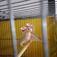 فنج گلوبریده بشرط