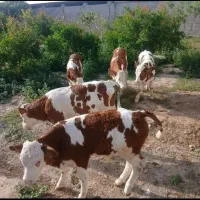 خرید فروش گوساله نر
