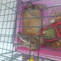 خرگوش با وسایل کامل ۲ تومان