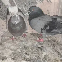 فوری|پرنده|رودان, |دیوار