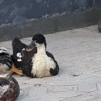 ۲ عدد اردک ماده تخم گذار بالغ|حیوانات مزرعه|شیروان (خراسان), |دیوار