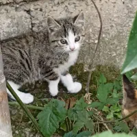 واگزاری رایگان  گربه|گربه|بابل, |دیوار