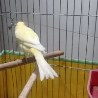 قناری نر آماده