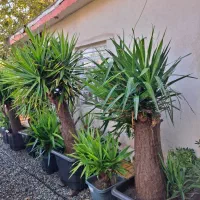 فروش پالم یوکا یاس نخل گیاهان زینتی بدون واسطه|خدمات باغبانی و درختکاری|تهران, سعادت‌آباد|دیوار