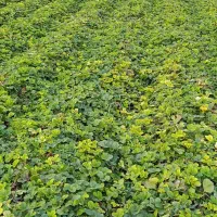نهال کاماروس درجه یک با سابرینا زیر قیمت