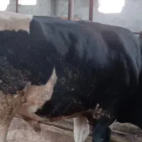 گاو گوساله جوانه نر تخمی و پرواری سیمینتال|حیوانات مزرعه|چمستان, |دیوار