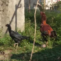 خروس و مرغ لاری|حیوانات مزرعه|توتکابن, |دیوار