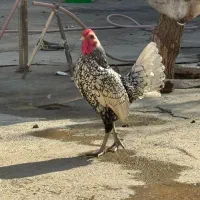 مرغ و خروس سبرایت