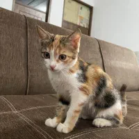 واگذاری رایگان بچه گربه خانگی|گربه|اشکذر, |دیوار