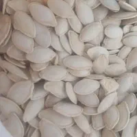 تخمه کدو درجه یک