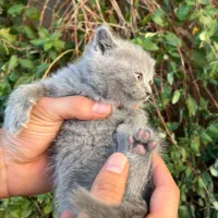 اسکاتیش فولد|گربه|نیشابور, پاستور|دیوار