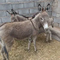 الاغ گله و اخور گوسفند