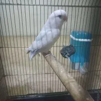 یک عدد طوطی برزیلی سفید