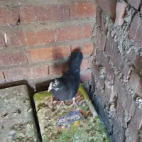 کبوتر پلنگ|پرنده|ماهان, |دیوار