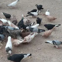 فروش کبوتر