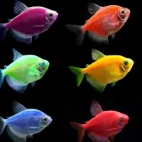 ماهی اکواریومی زیر قیمت بیاید ببرید