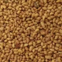 بذر یونجه درجه یک