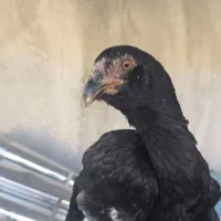 مرغ لاری ۷ماهه اصل افغان