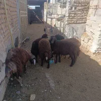 7 عدد بره ماده فروشی