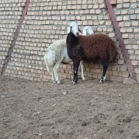 بره قوچ نژاد برتر|حیوانات مزرعه|بیرانوند, |دیوار